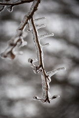 Icicles formed horizontally on a tree branch after freezing rain and storm