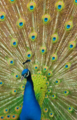 Obraz premium peacock