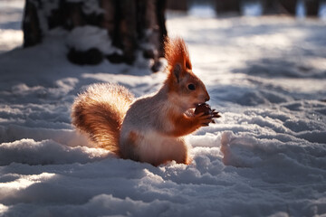 Cute squirrel with walnut on snow outdoors. Winter season