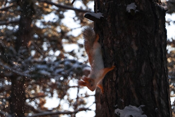 Fototapeta na wymiar Cute squirrel on pine tree in winter forest