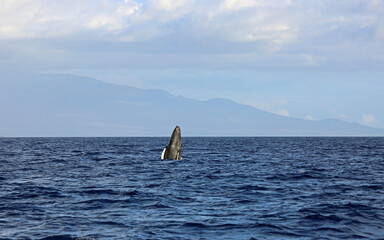 Naklejka premium The jump - Humpback whale, Maui, Hawaii