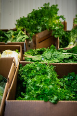 Herbs in a box at a farmers market