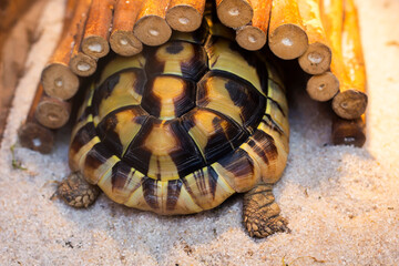Little greek turtle on sand