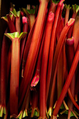A pile of rhubarb stalks