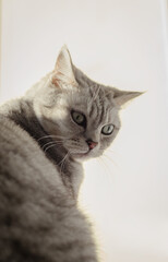 british cat indoor portrait at daylight