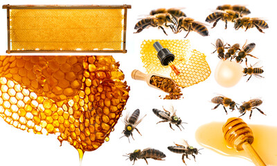 bee frames with honey and bee brood isolated on a white background