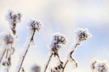 Dry plants covered with hoarfrost outdoors on winter morning, closeup