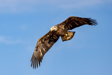 eagle in flight