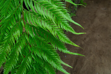 close up of fern