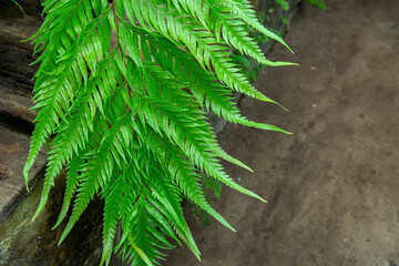fern leaves