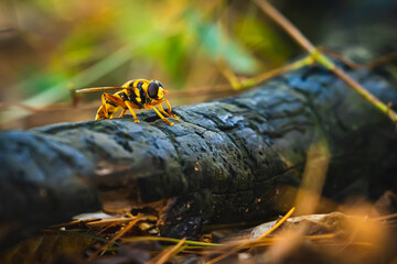 wasp on a branch