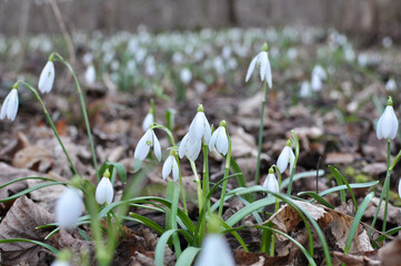 In the forest in spring snowdrops (Galanthus nivalis) bloom