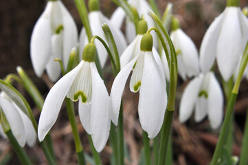 In the forest in spring snowdrops (Galanthus nivalis) bloom
