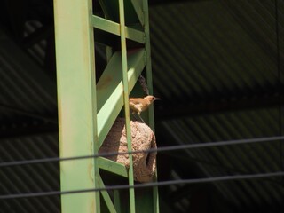 bird joão de barro in the nature of barra do bugres mt brazil