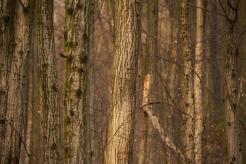 Flowers in the spring forest