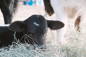 Baby cow resting shows calf bedding in hay close up on farm.