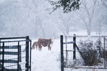 Hereford cows through blurred foreground of fence in winter snow on farm.