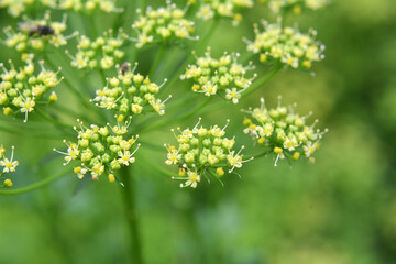 In the garden blooms parsley