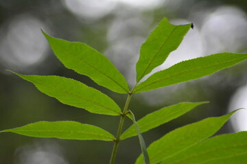 leaves, plants, green