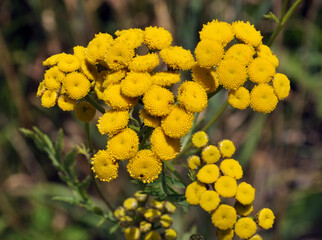 Tansy ordinary blooms in the wild