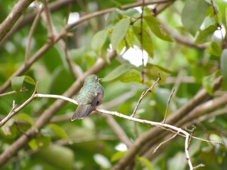 bird in the city of barra do bugres mt brazil