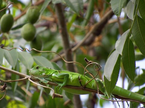 sinimbu green lizard in bugres bar - mt brazil