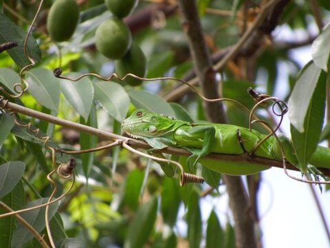 sinimbu green lizard in bugres bar - mt brazil
