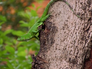 sinimbu green lizard in bugres bar - mt brazil