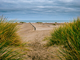 Fototapeta na wymiar Wooden stakes leading the way through marram grass towards the sea on a naturally developed sand beach