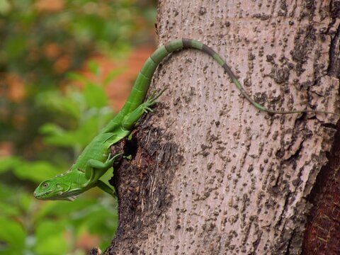 sinimbu green lizard in bugres bar - mt brazil
