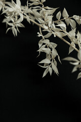 Neutral green dried plant grass branch on black background. Flat lay, top view floral design.