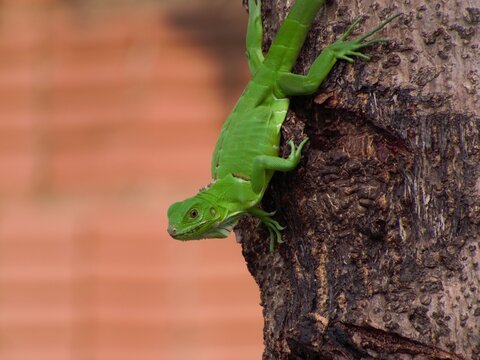 sinimbu green lizard in bugres bar - mt brazil