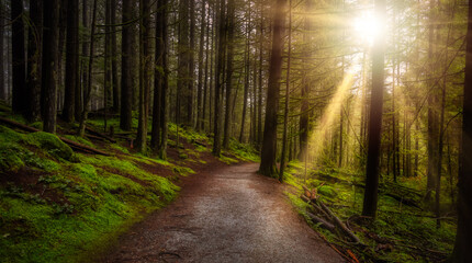 Fototapeta premium Beautiful Path in the Rainforest during a wet and rainy day. Lynn Canyon Park, North Vancouver, British Columbia, Canada. Nature Forest Background