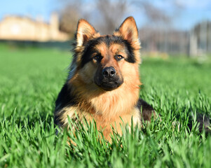 a nice german shepherd  in a green field