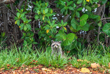A raccoon peeps out from the long grass in front of mangrove trees in John Pennekamp National Park, Florida.