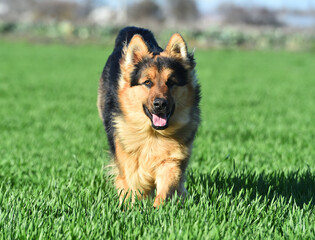 a nice german shepherd  in a green field