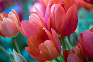 Red Tulip flowers in selective focus, close up. Beautiful spring flowers in the garden in April, Netherlands.