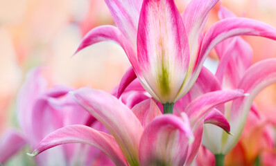 Fototapeta premium Dutch Tulip flowers in selective focus, close up.