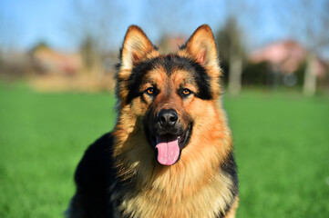 a nice german shepherd  in a green field