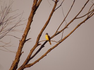 bird in the city of barra do bugres mt brazil
