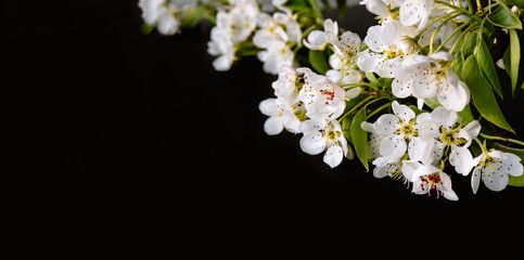 White sprig of blooming apple or pear tree on black background. Banner or holiday certificate, copy...
