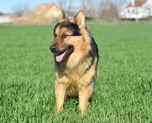 a nice german shepherd  in a green field