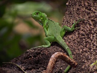 sinimbu green lizard in bugres bar - mt brazil