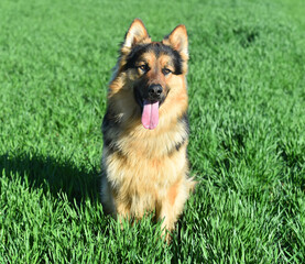 a nice german shepherd  in a green field