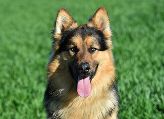 a nice german shepherd  in a green field