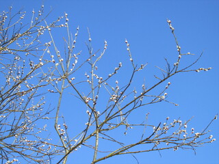 branches of a willow tree against sky