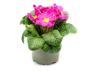 Pink primrose in pot isolated on white background