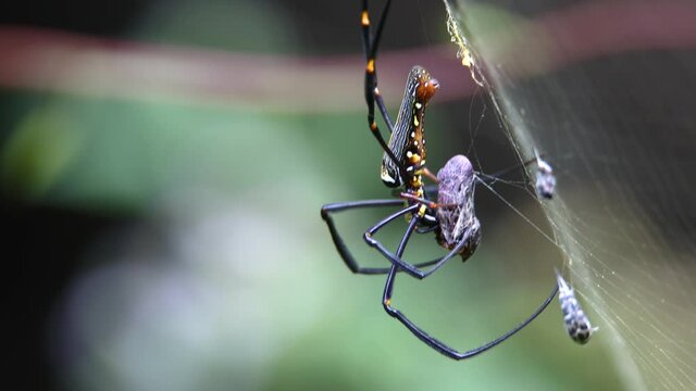 4K nature wildlife footage of spider wrapping an insect that has just been caught in its web.
