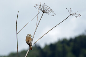 Red-backed shrike in Bieszczady Mountains, Poland