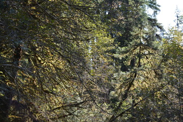 Tree Branches Moss Forest